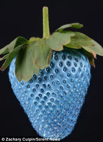 Краска для продуктов