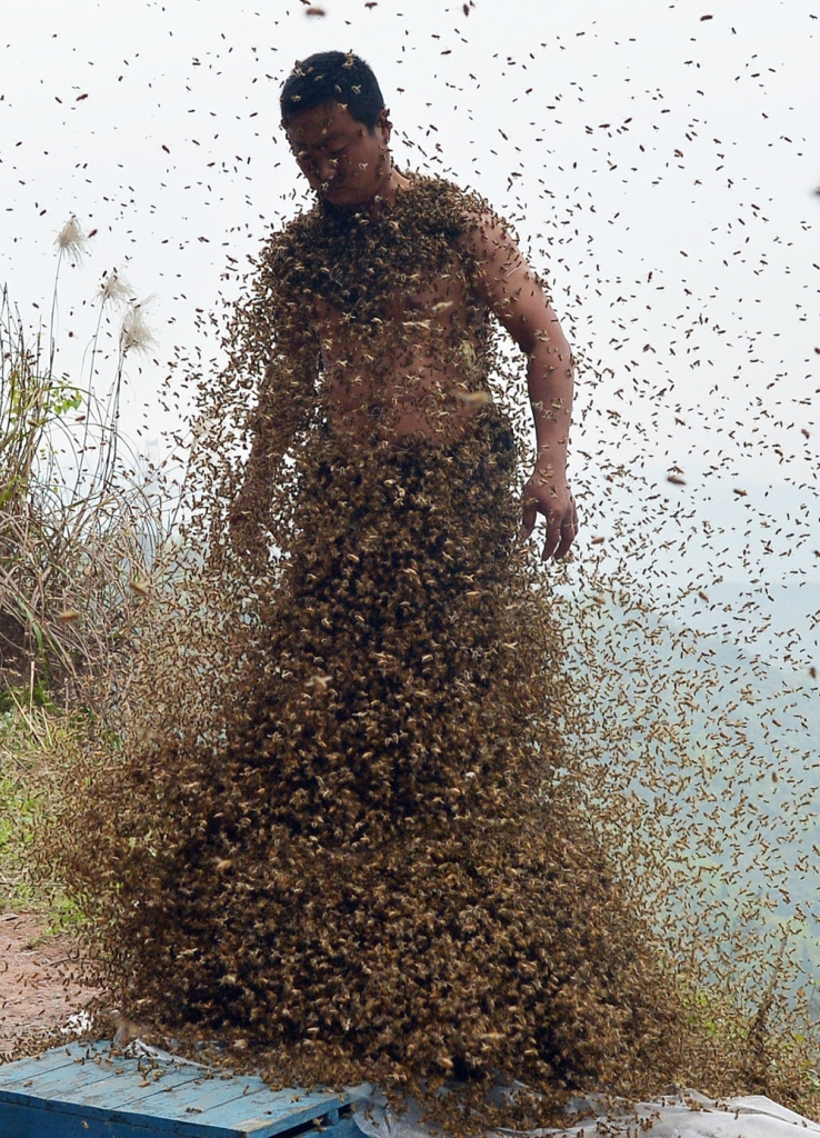 460 тысяч пчел на теле пчеловода 