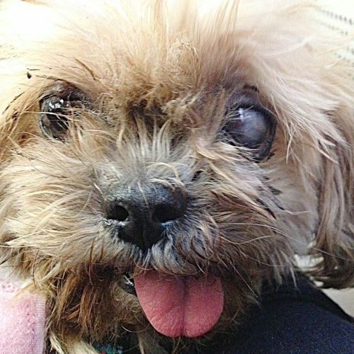 Брошенная собака, имеющая потрясающее сходство с Майли Сайрус обрела дом