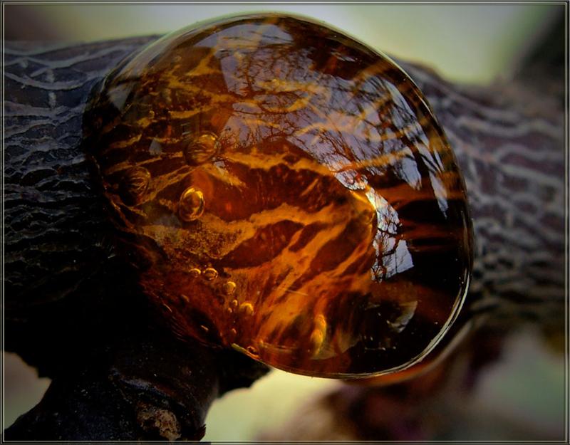 Янтарь - Солнечный камень