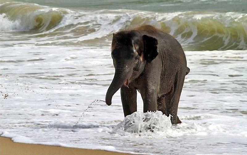 Слонёнок на пляже 