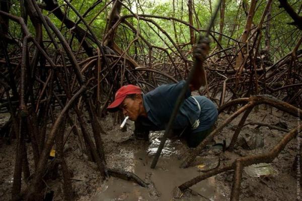 Бразильский ловец крабов