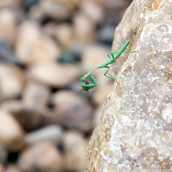 Завтрак богомола
