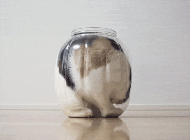 Brother And Sister Scottish Fold Cats Are The Cutest Best Friends Ever / buzzfeed.com / Surfingbird.ru