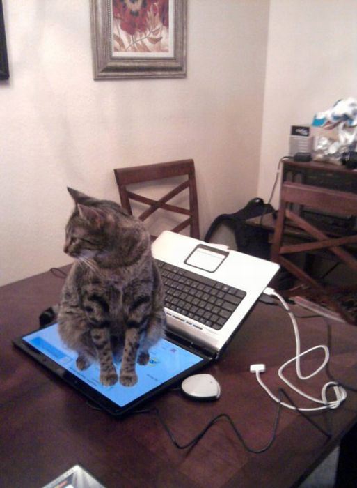 Коты делают пакости