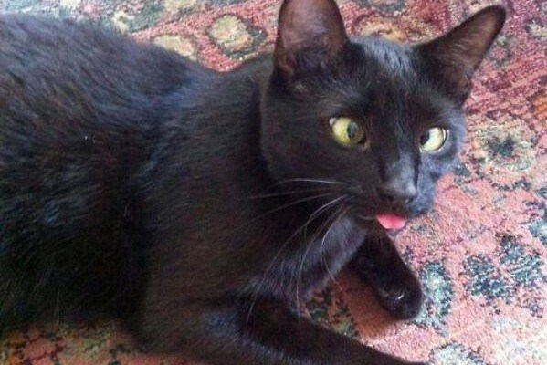 Зависшие коты