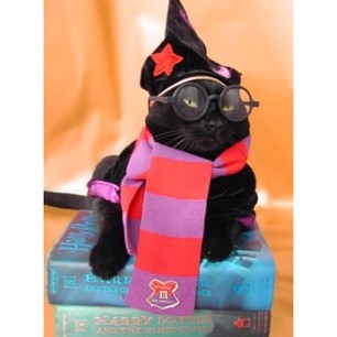 Коты и их костюмы к Хэллоуину