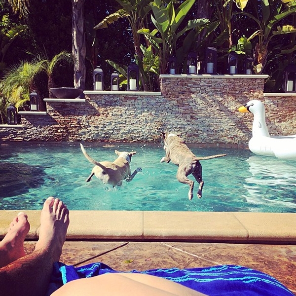 Домашние питомцы голливудских знаменитостей