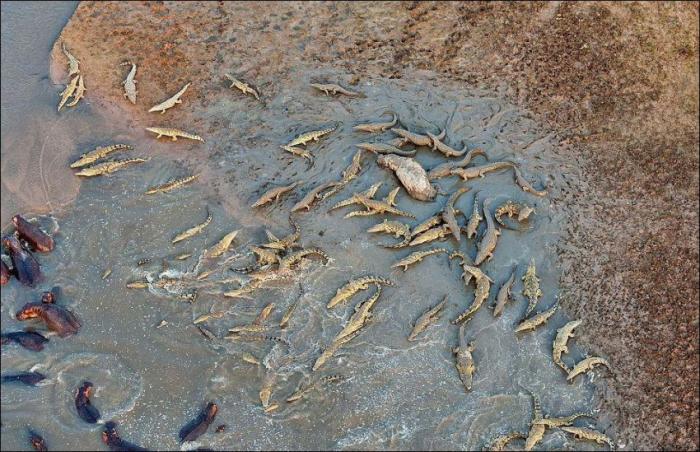 Крокодилы против бегемотов