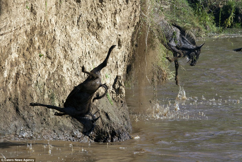 Опасная миграция Гну