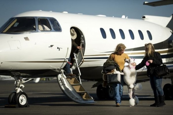 Будни собаки-фотомодели