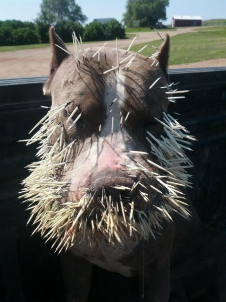 Собаки против дикобразов