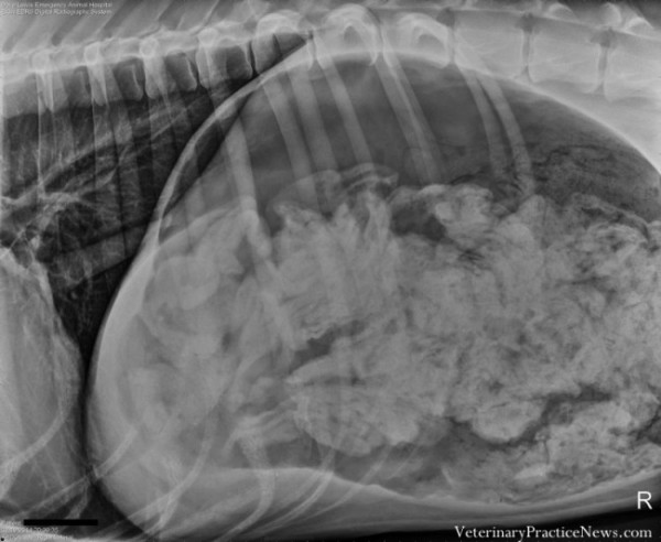 Занимательные находки на рентгеновских снимках животных 