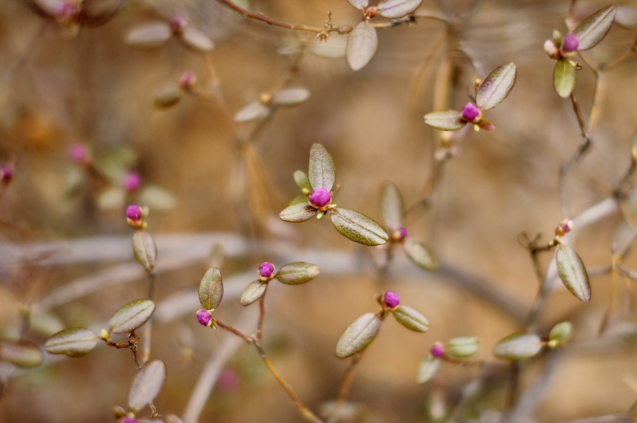 Цветение багульника – удивительное и чудесное зрелище