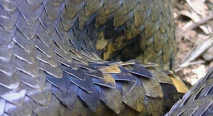 Игра всей семьёй с огромной анакондой