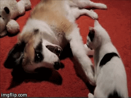 Хулиганы из мира животных