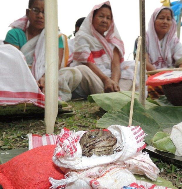 В Индии, чтобы вызвать дождь, нужно поженить лягушек