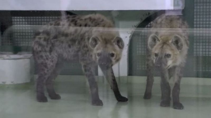 В ожидании потомства от самцов