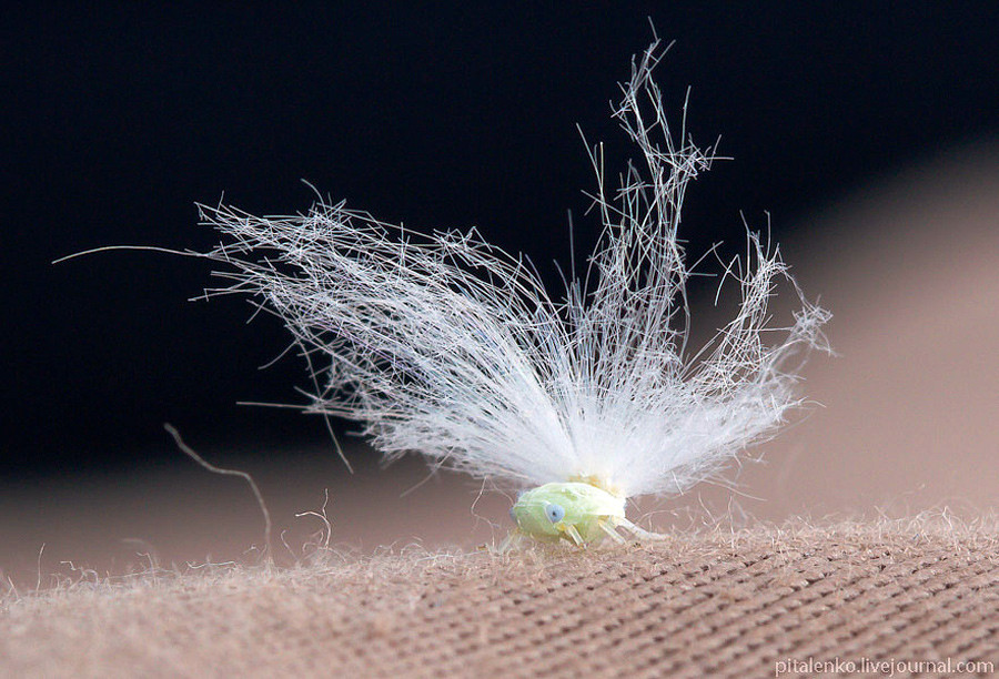 Необычные обитатели Бали