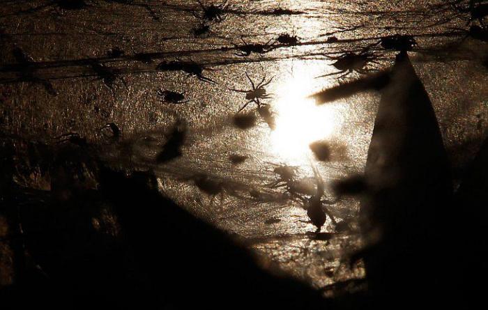 Нашествие пауков в Австралии