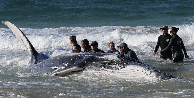 Спасение попавшего на мель кита 