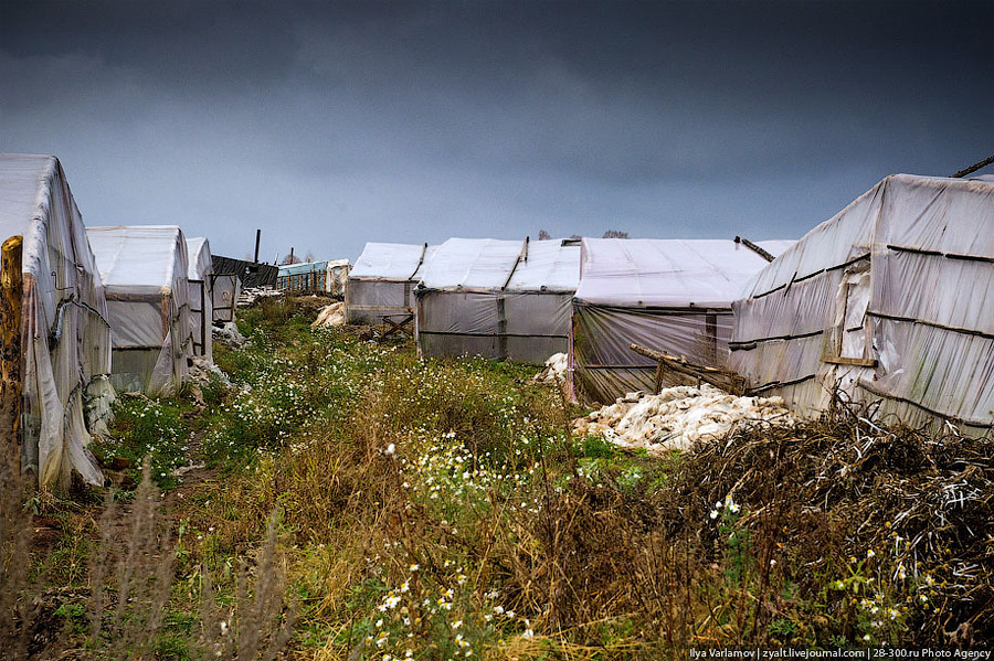 Китайский огород