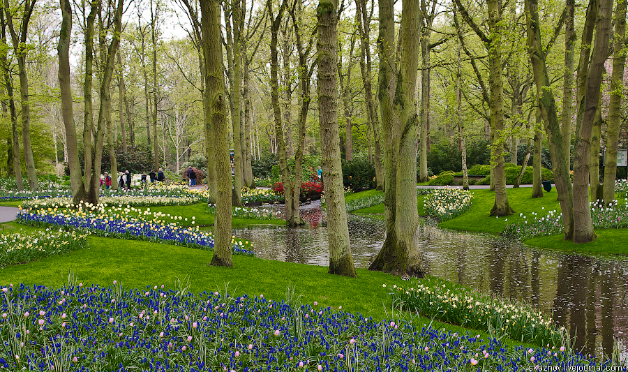 Кёкенхоф - цветочный рай Голландии 