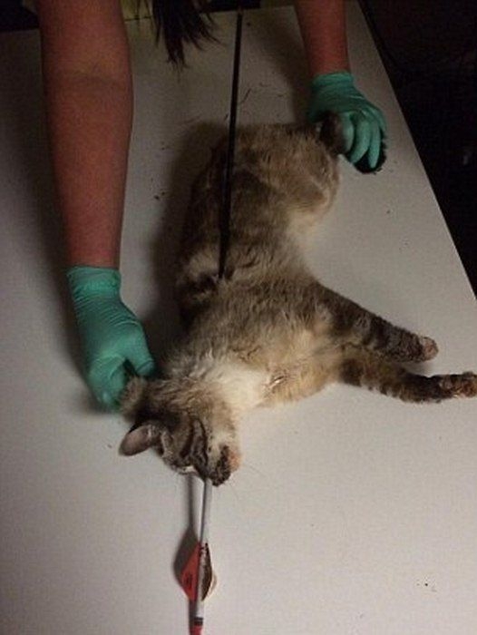 Чудесное спасение кота, насквозь пробитого стрелой