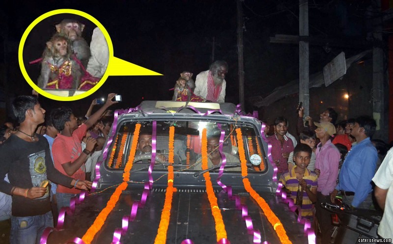 Шикарная свадьба обезьян