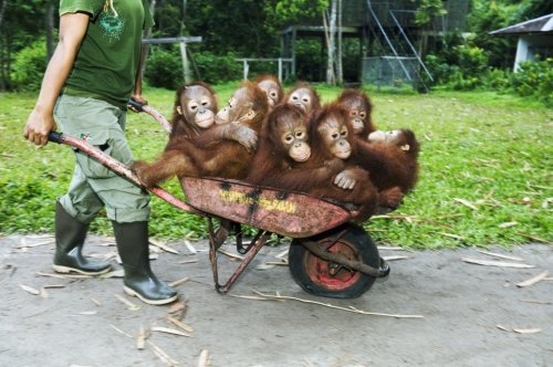 Очень забавные орангутанчики 