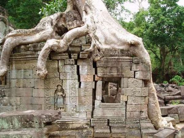 Сила деревьев