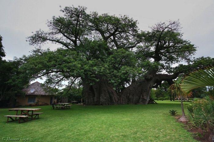 Дерево, которому более 6000 лет 