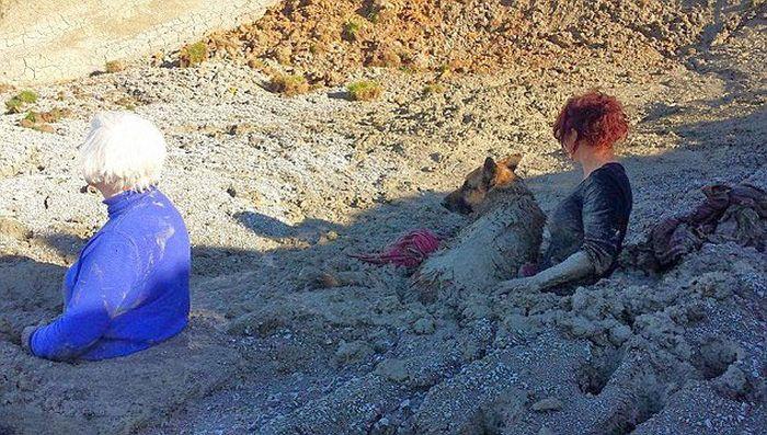 Попытка спасти собаку, превратилась в ловушку