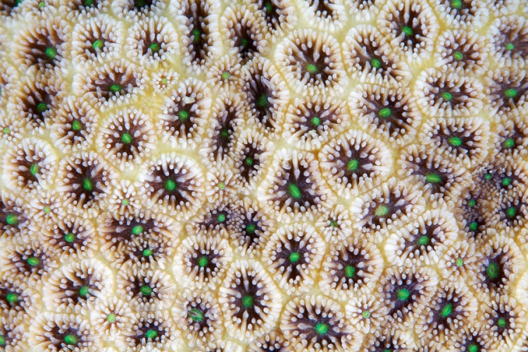 Кораллы "инопланетные" создания 