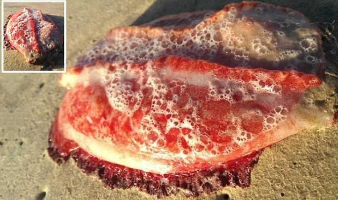 Таинственный обитатель морских глубин