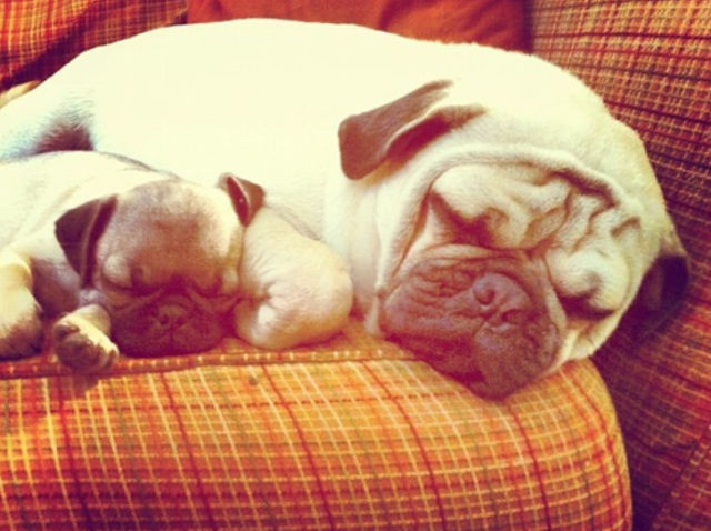 Яблоко от яблони недалеко падает