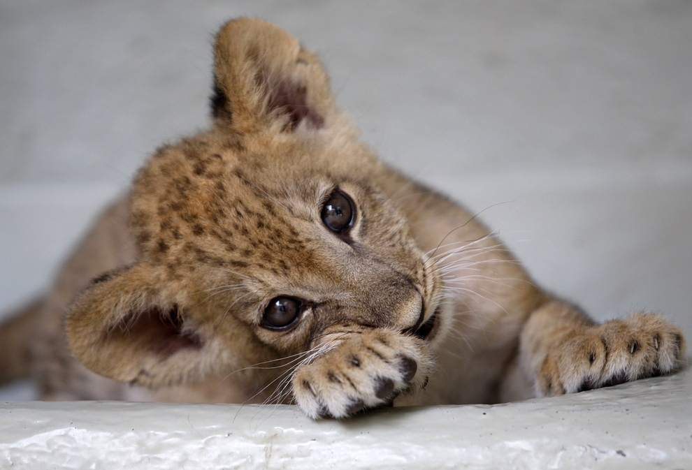 The most cute animal 2012 26 The most cute animal 2012 26