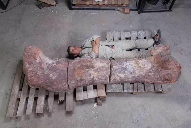 В Аргентине обнаружен самый большой в мире динозавр 