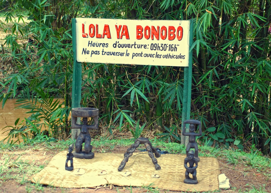 Заповедник обезьян бонобо 
